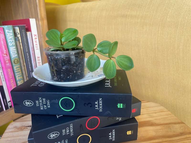 Peperomia Hope 2