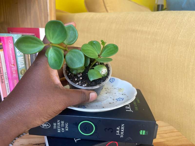 Peperomia Hope 2