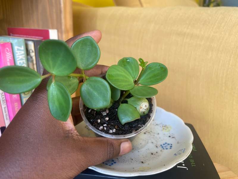 Peperomia Hope 2