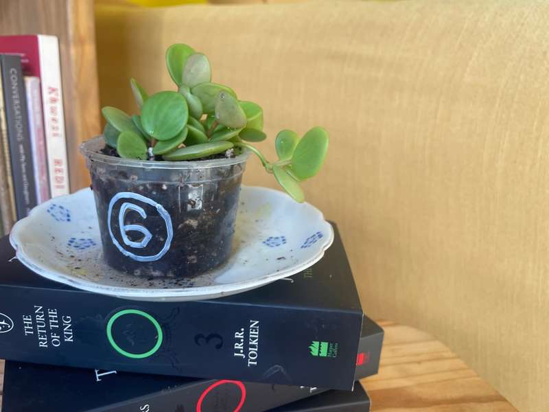 Peperomia Hope 6