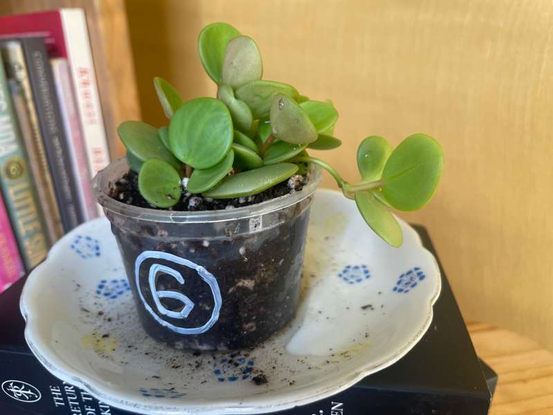 Peperomia Hope 6