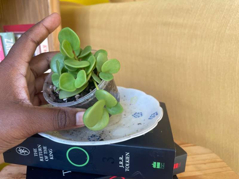 Peperomia Hope 6