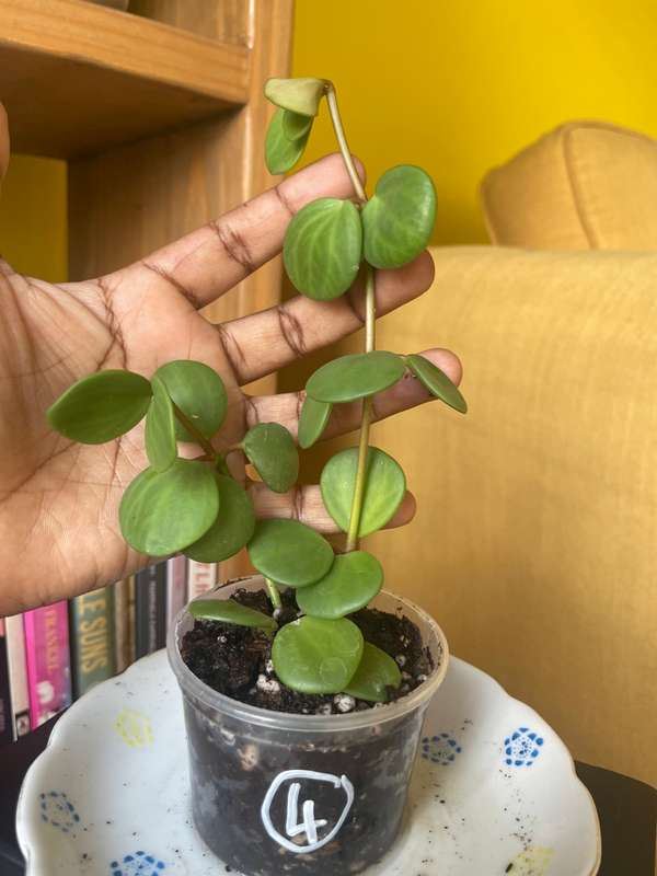 Peperomia Hope 4
