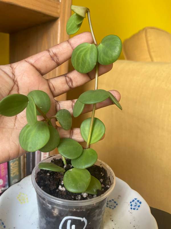 Peperomia Hope 4