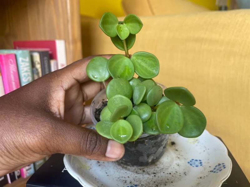 Peperomia Hope 7