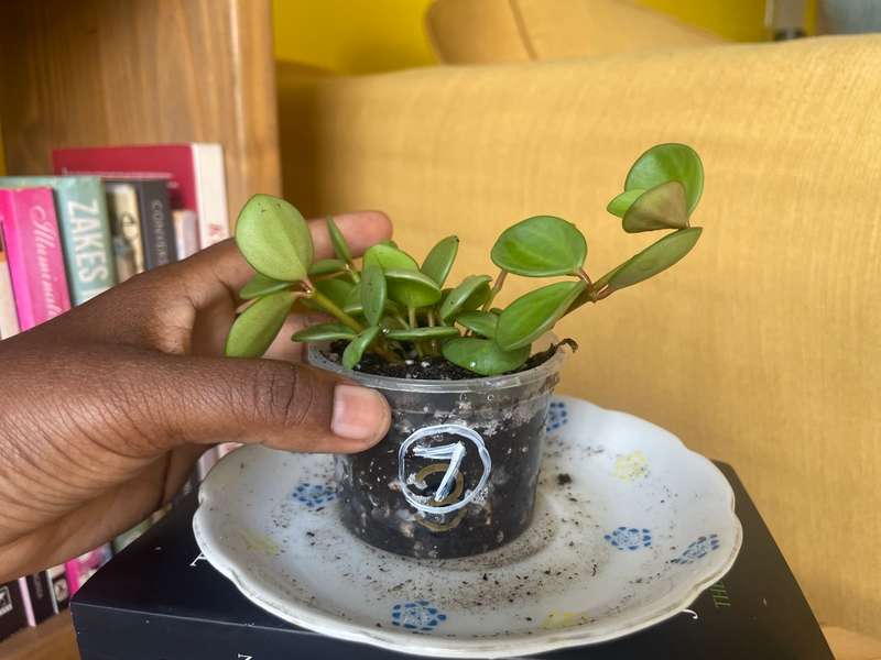 Peperomia Hope 7