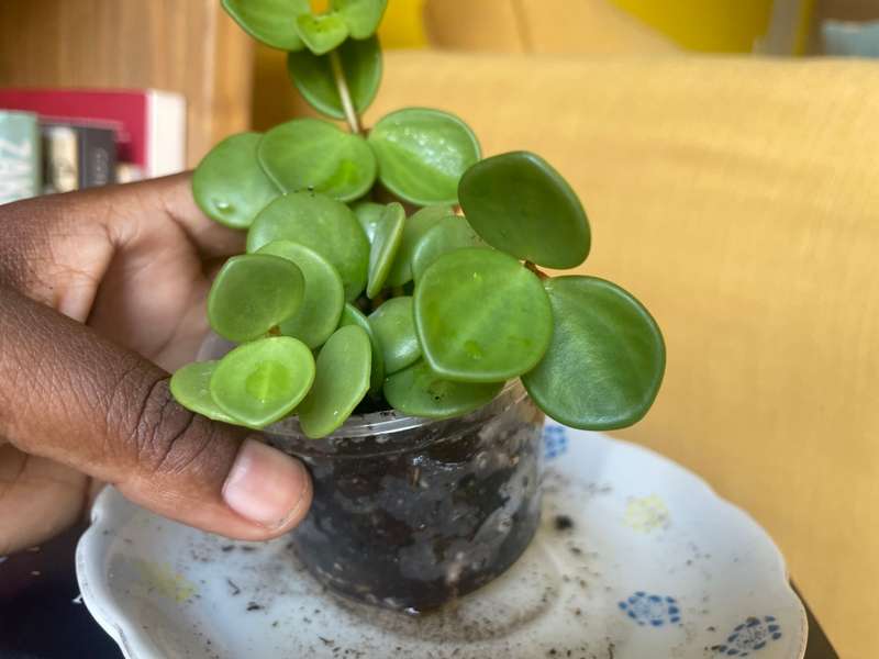 Peperomia Hope 7