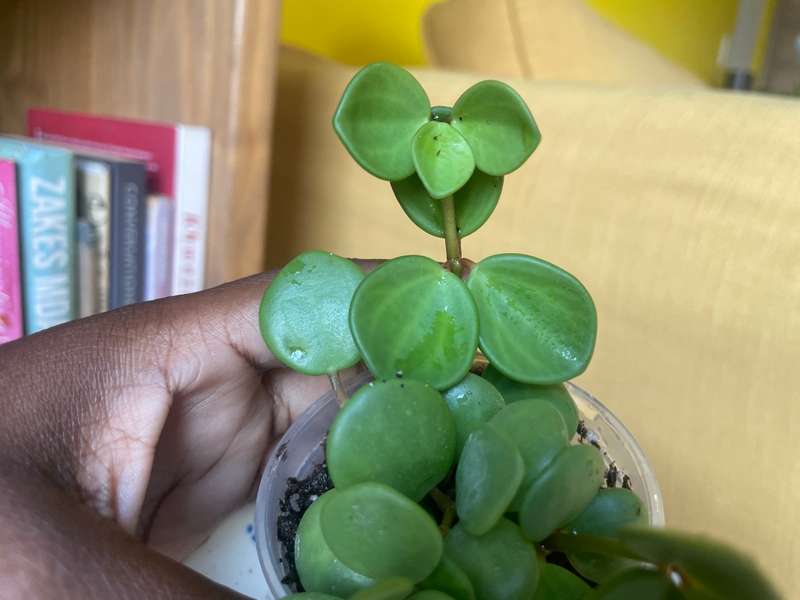 Peperomia Hope 7