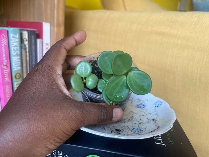 Peperomia Hope 5