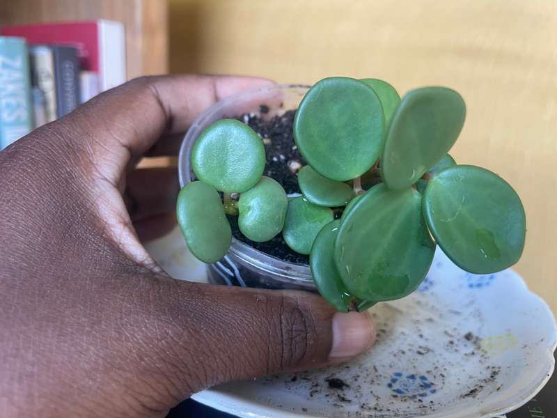 Peperomia Hope 5