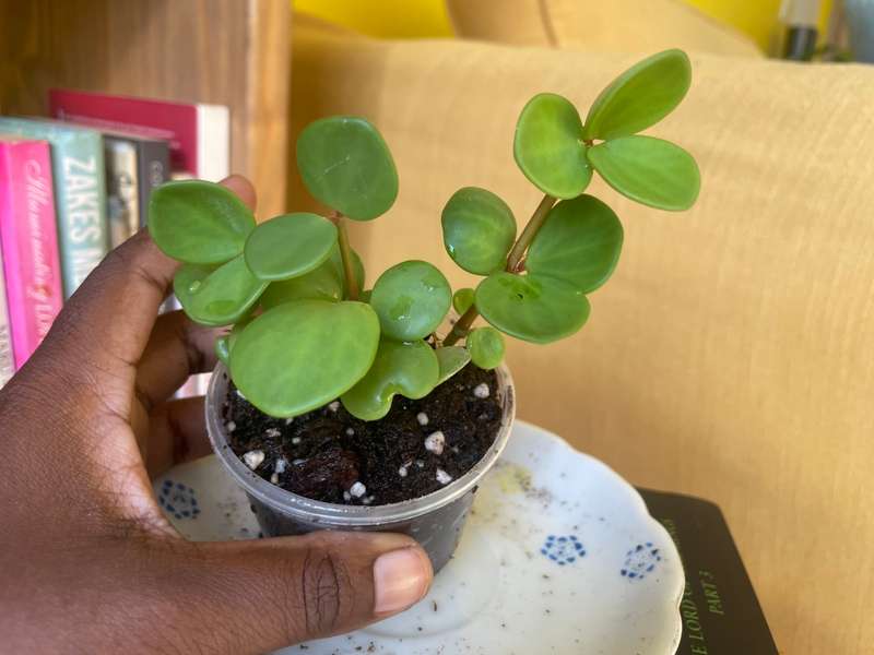 Peperomia Hope 8