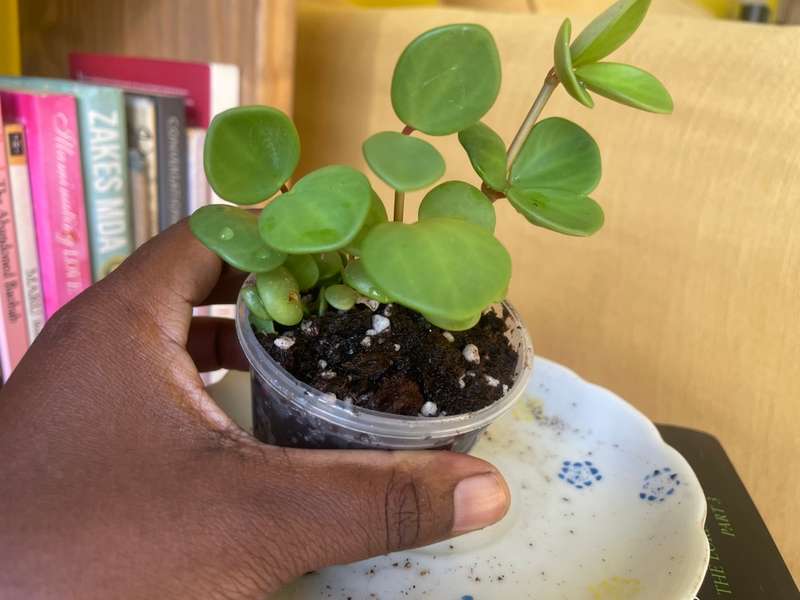 Peperomia Hope 8
