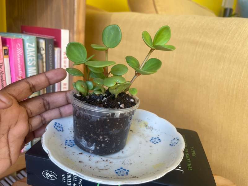 Peperomia Hope 8