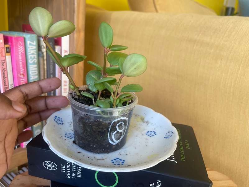 Peperomia Hope 8