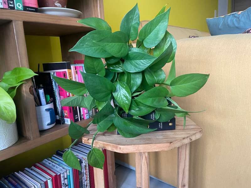 Reverted Marble Queen Pothos in 12cm self-watering white pot