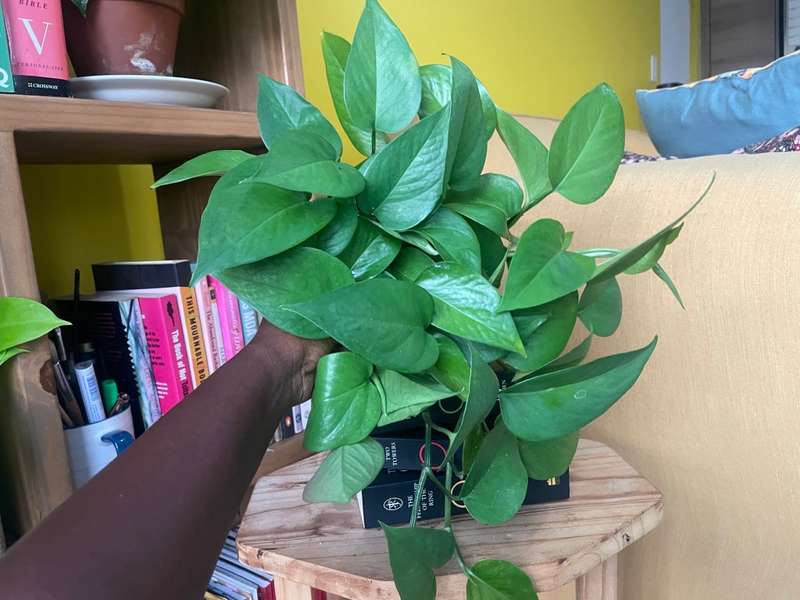 Reverted Marble Queen Pothos in 12cm self-watering white pot