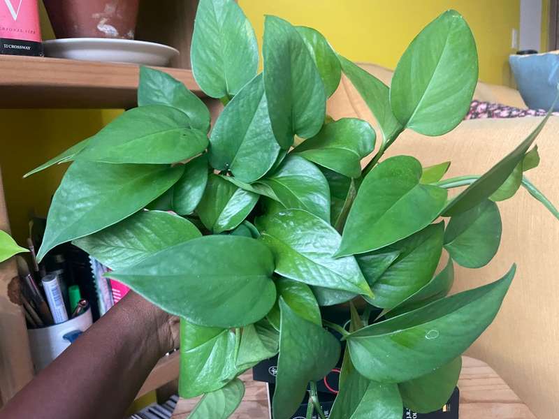 Reverted Marble Queen Pothos in 12cm self-watering white pot