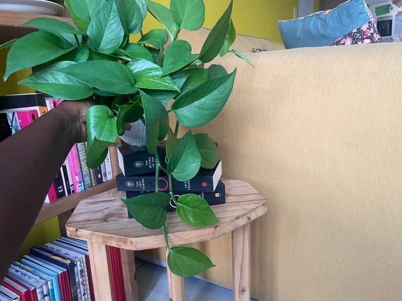 Reverted Marble Queen Pothos in 12cm self-watering white pot