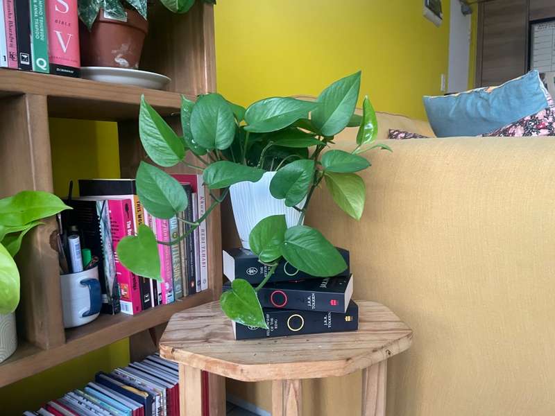 Reverted Marble Queen Pothos in 12cm self-watering white pot