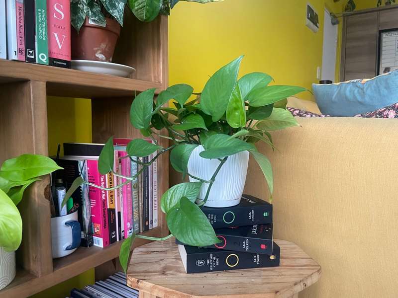Reverted Marble Queen Pothos in 12cm self-watering white pot