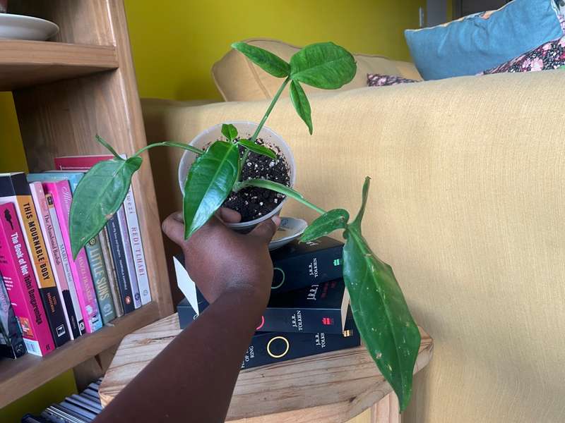Syngonium Auritum