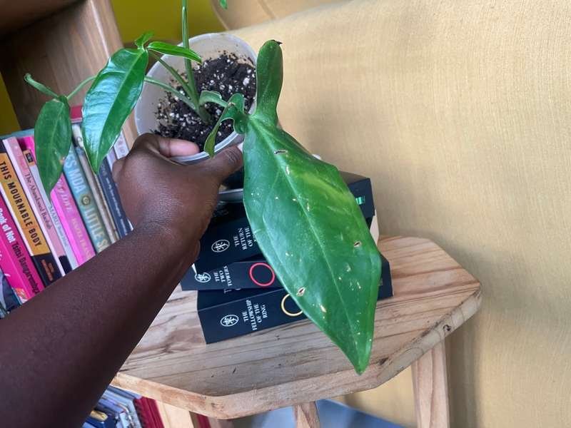Syngonium Auritum