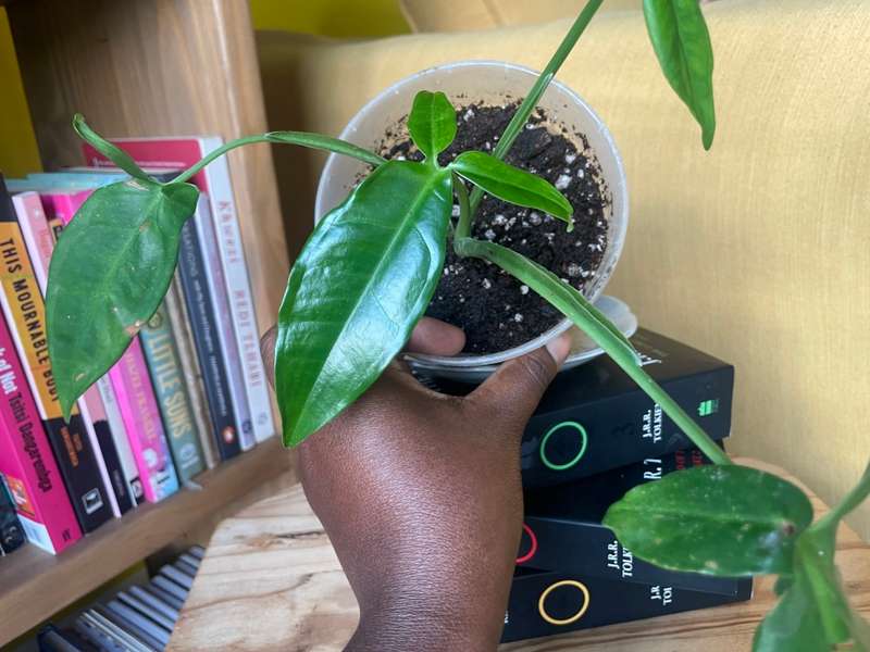 Syngonium Auritum