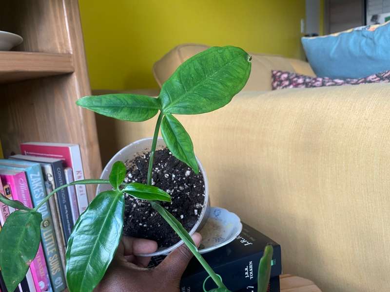 Syngonium Auritum