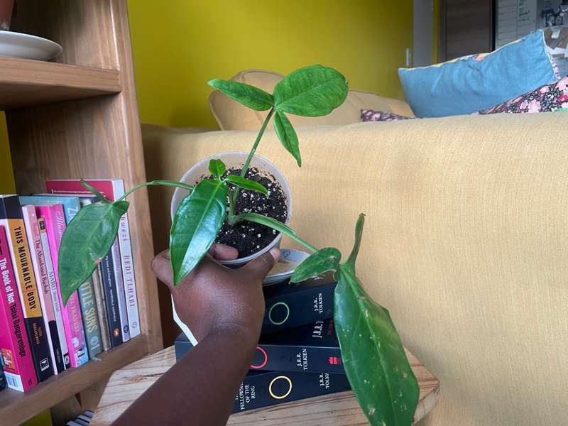 Syngonium Auritum