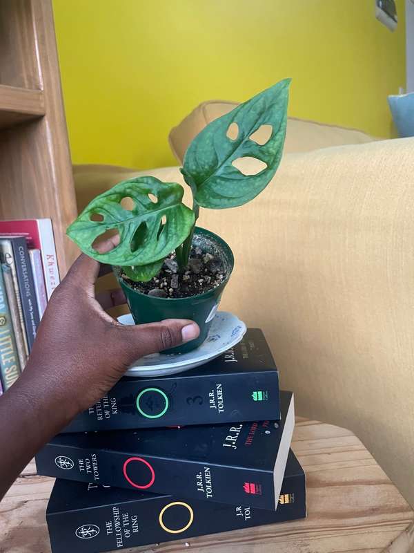 Monstera Adansonii - 1