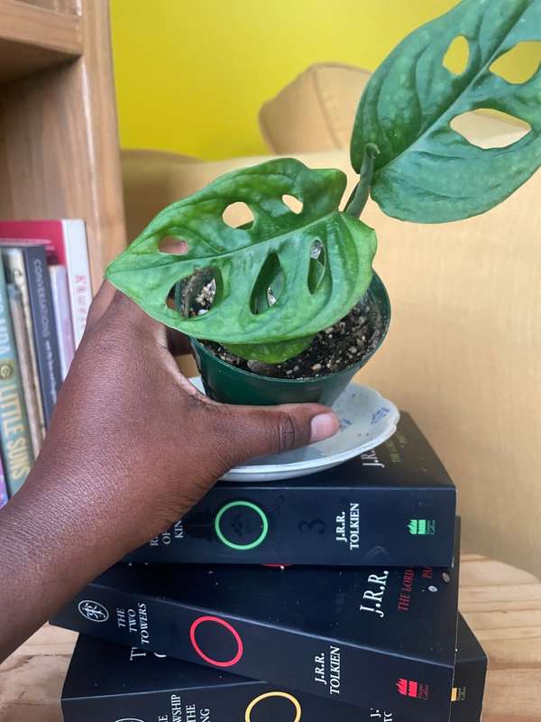 Monstera Adansonii - 1