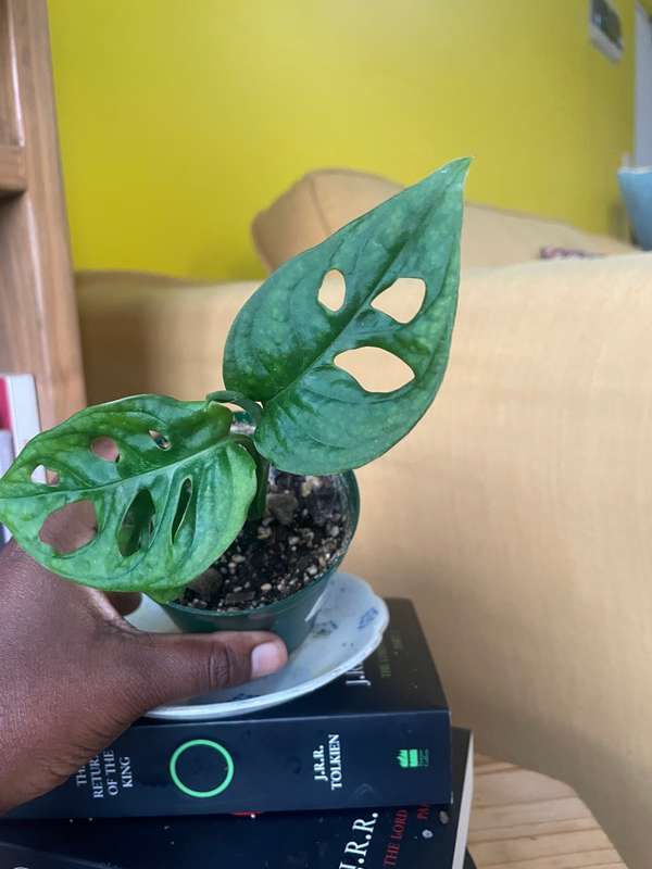 Monstera Adansonii - 1