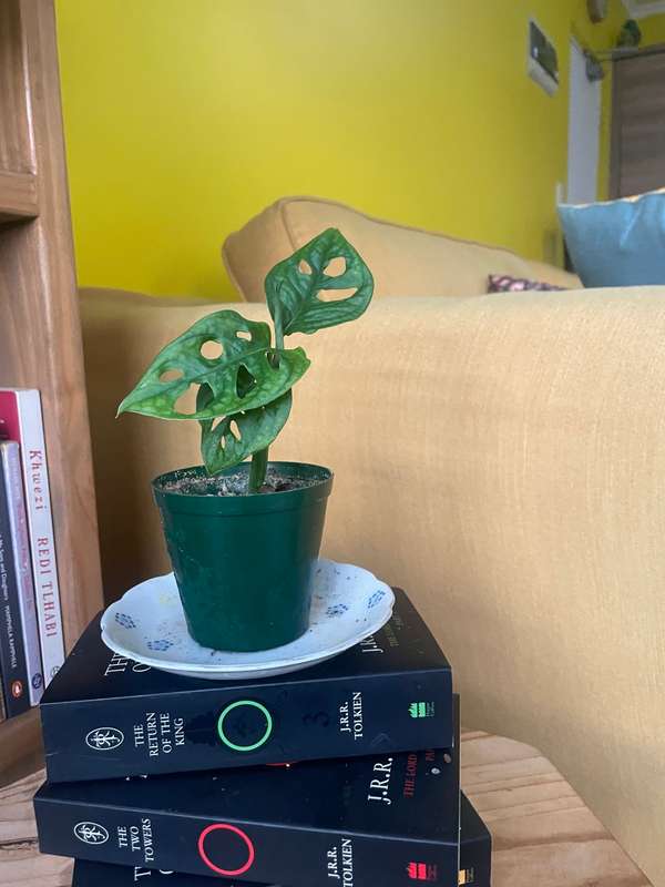 Monstera Adansonii - 1