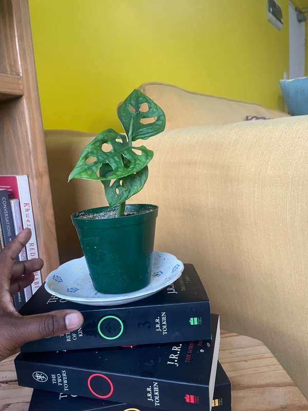 Monstera Adansonii - 1
