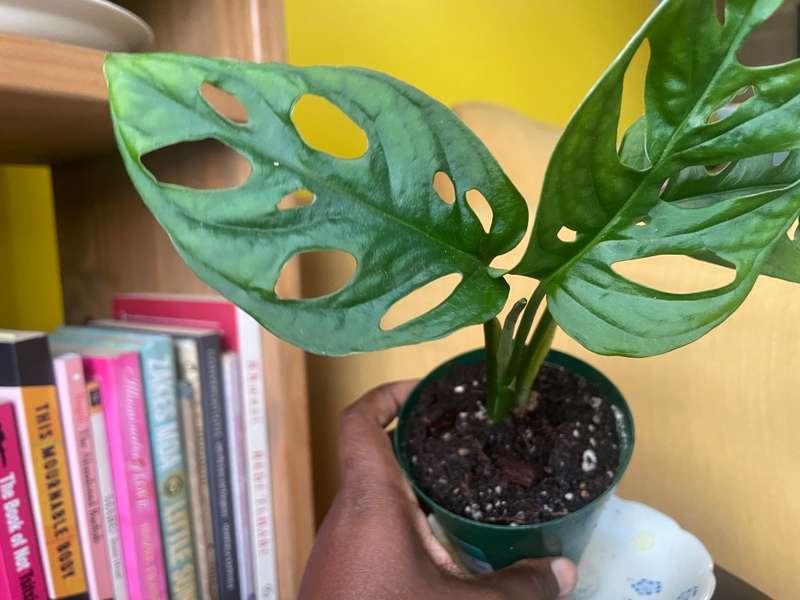 Monstera Adansonii - 3