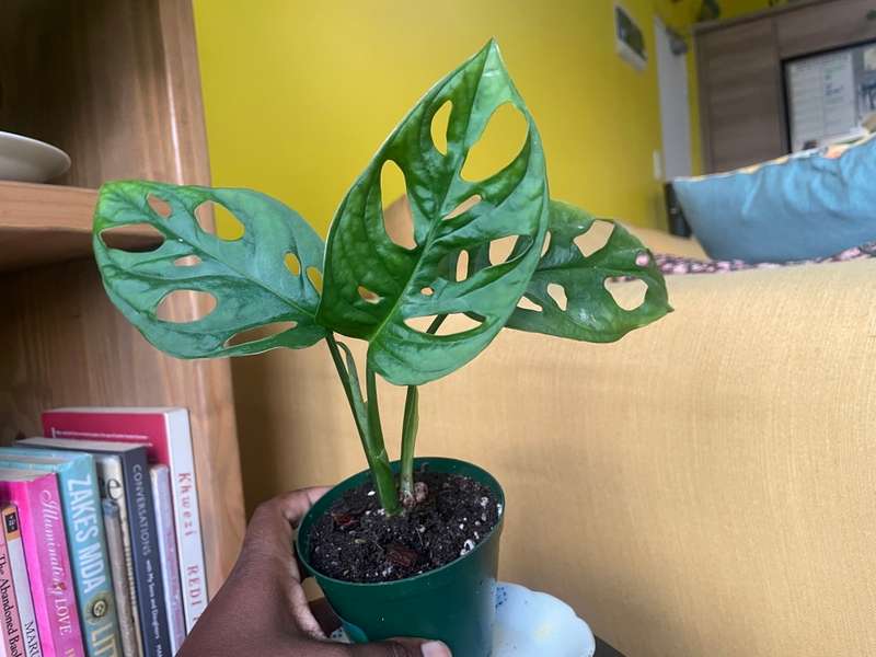 Monstera Adansonii - 3