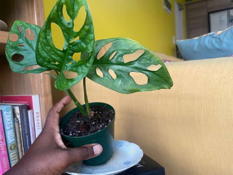 Monstera Adansonii - 3