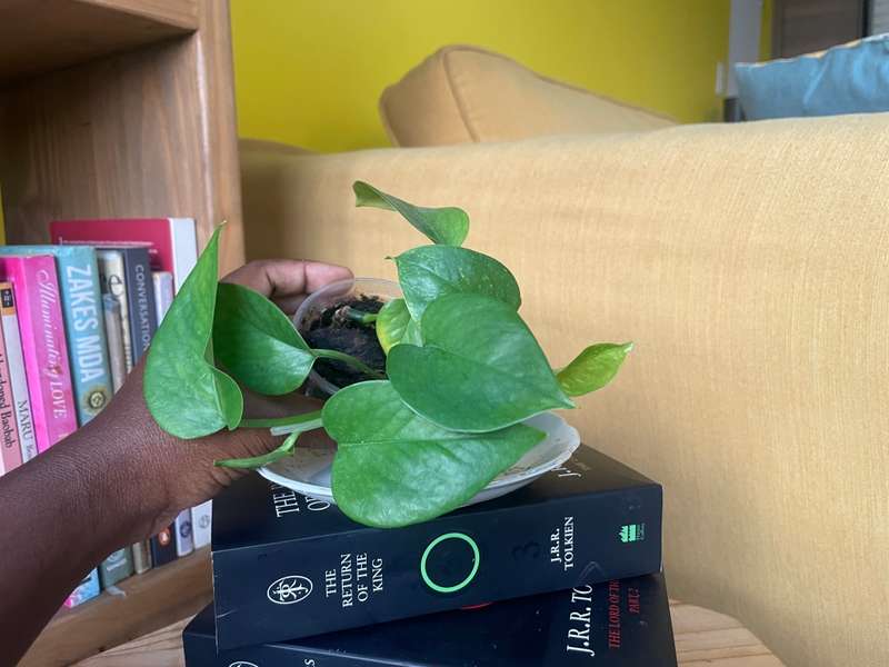 Marble Queen Pothos 1