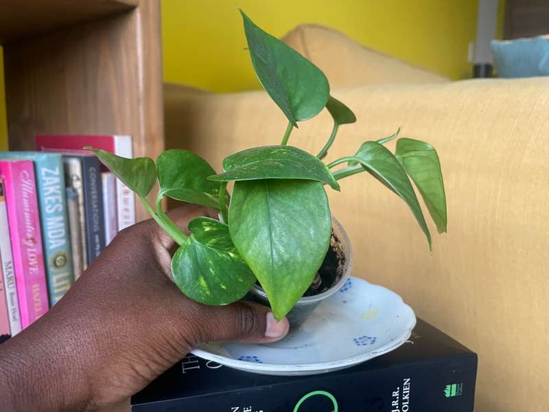 Marble Queen Pothos 1