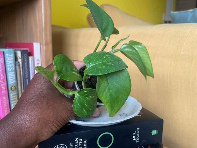Marble Queen Pothos 1
