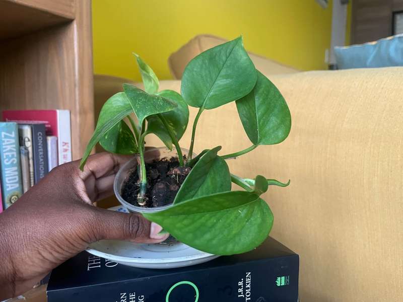 Marble Queen Pothos 1