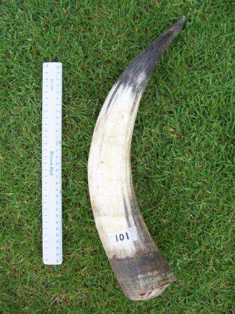 HUGE!  Cattle Horn!