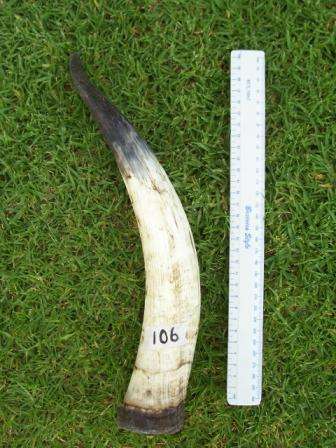 Long Cattle Horn