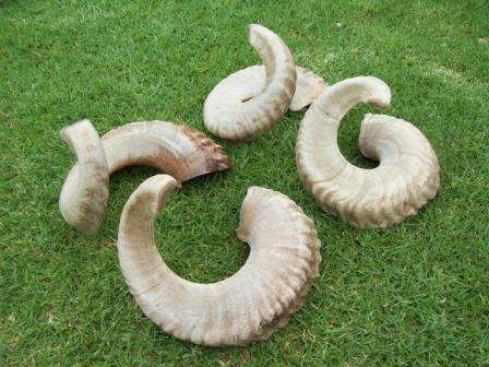 Merino Ram Horns(Ideal for making knives)