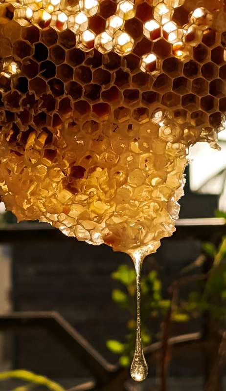 Raw Organic Litchi Blossom Honey