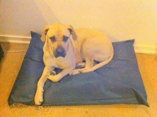 2 x DOG BEDS - SML + MED.- BARGAIN ! WATER RESISTANT OUTER - FIBRE INNERS FOR COMFORT