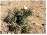 5 x Sarcocaulon crassicaule (Geraniaceae) Bushman Candle
