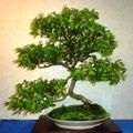 5 x Grewia occidentalis / Cross-berry / Kruisbessie Seed