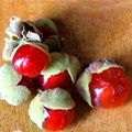 5 x Pappea capensis / Jacket-plum / Doppruim