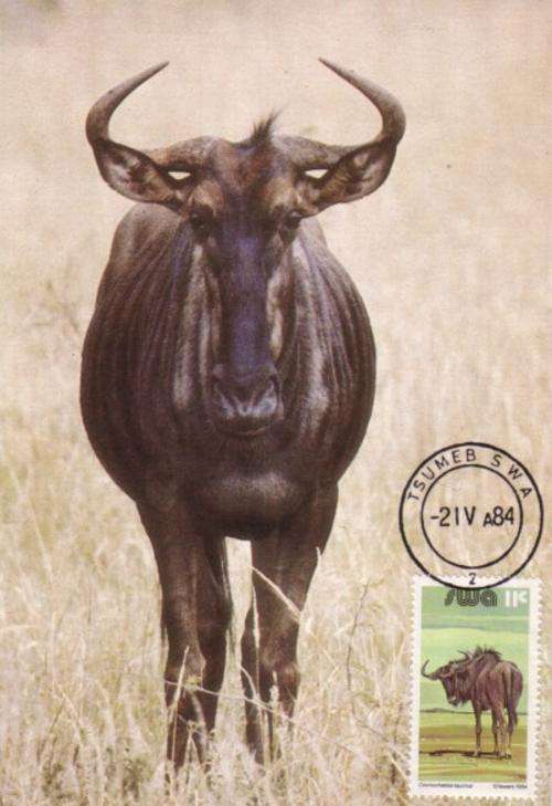 Postcard stamp issue (Maksimum Card)